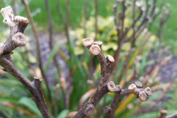 Ramas de un árbol recién podadas