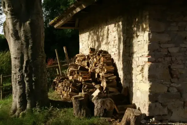 Leña apilada bajo un árbol junto a un cobertizo